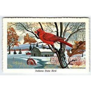 Vintage 1968 Indiana State Bird Cardinal Postcard by Ken Haag